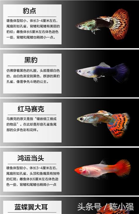 魚顏色|10 種罕見的孔雀魚顏色（附圖） 